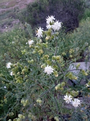 Moscharia pinnatifida