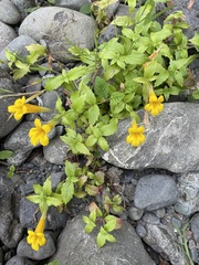 Erythranthe dentata