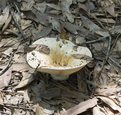 Lactifluus piperatus