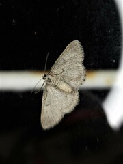 Psilosticha absorpta