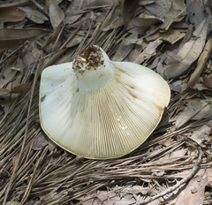 Lactifluus piperatus