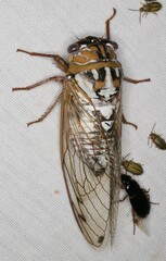 Megatibicen dealbatus