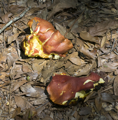 Phylloporus leucomycelinus