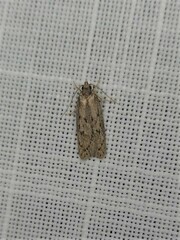 Acantholena siccella