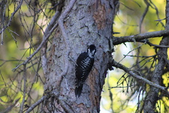 Picoides dorsalis