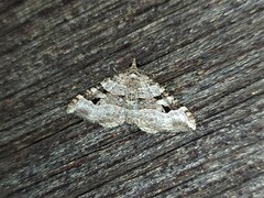 Epyaxa centroneura