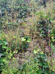 Cyclospermum leptophyllum