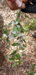 Leptospermum laevigatum