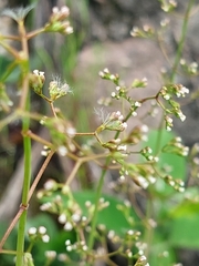Cyclospermum leptophyllum