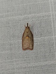 Enchocrates glaucopis