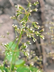 Cyclospermum leptophyllum