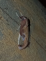 Bertholdia albipuncta