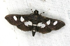 Desmia