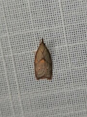Enchocrates glaucopis