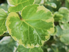 Polyscias scutellaria