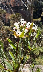 Pimelea linifolia linoides