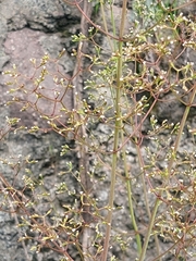 Cyclospermum leptophyllum