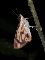 Vettius fantasos