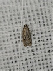 Acantholena siccella