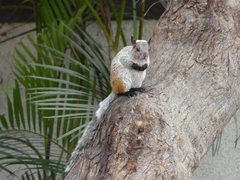 Sciurus stramineus