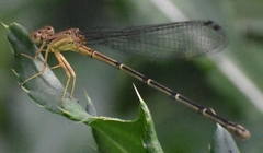 Argia apicalis