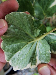 Polyscias scutellaria