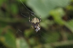 Neoscona