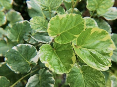 Polyscias scutellaria