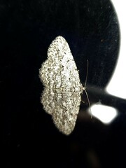 Psilosticha absorpta