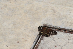Anthanassa texana texana