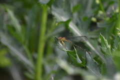 Argia apicalis