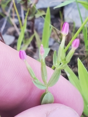 Centaurium pulchellum