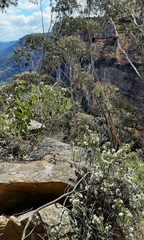 Pimelea linifolia linoides