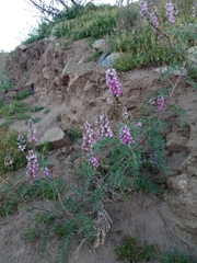 Astragalus