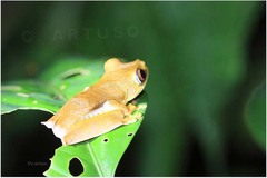 Boana calcarata