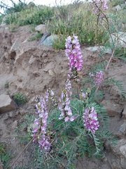 Astragalus