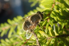 Eristalis anthophorina
