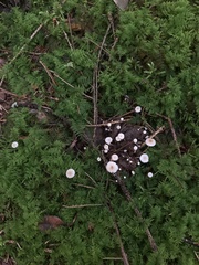 Collybia