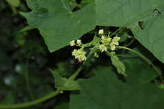 Sicyoeae