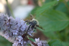 Eristalis anthophorina