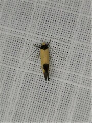 Chrysonoma tentatella