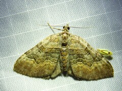 Xanthorhoe quadrifasiata
