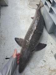 Acipenser fulvescens