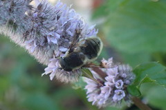 Eristalis anthophorina