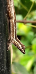 Anolis