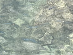 Vertebrata
