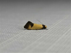 Chrysonoma tentatella