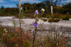Thelymitra malvina