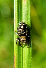 Phidippus