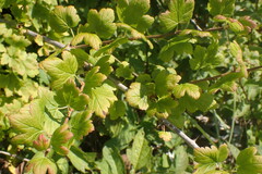 Ribes divaricatum